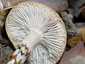 Olajszínű csigagomba (Hygrophorus persoonii), Budai-hegység